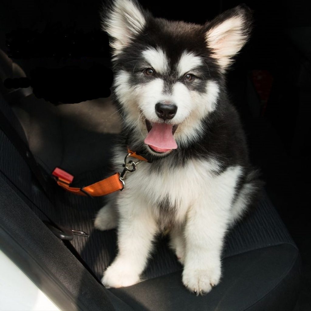 Pet Dog Cat Car Seat Belt Adjustable Harness Seatbelt Lead Leash for Small Medium Dogs Travel 4