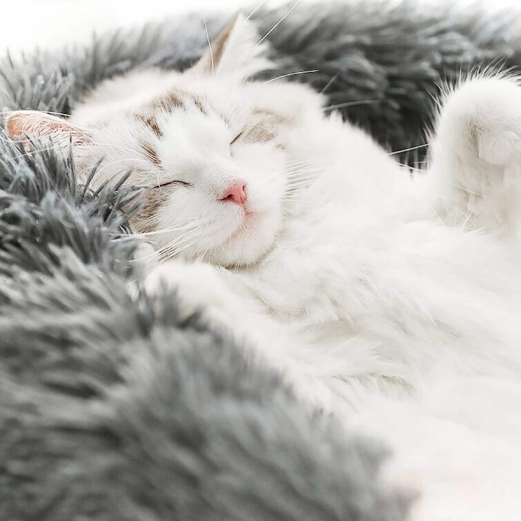 VIP LINK Dog Long Plush Dounts Beds Calming Bed Hondenmand Pet Kennel Super Soft Fluffy Comfortable 1