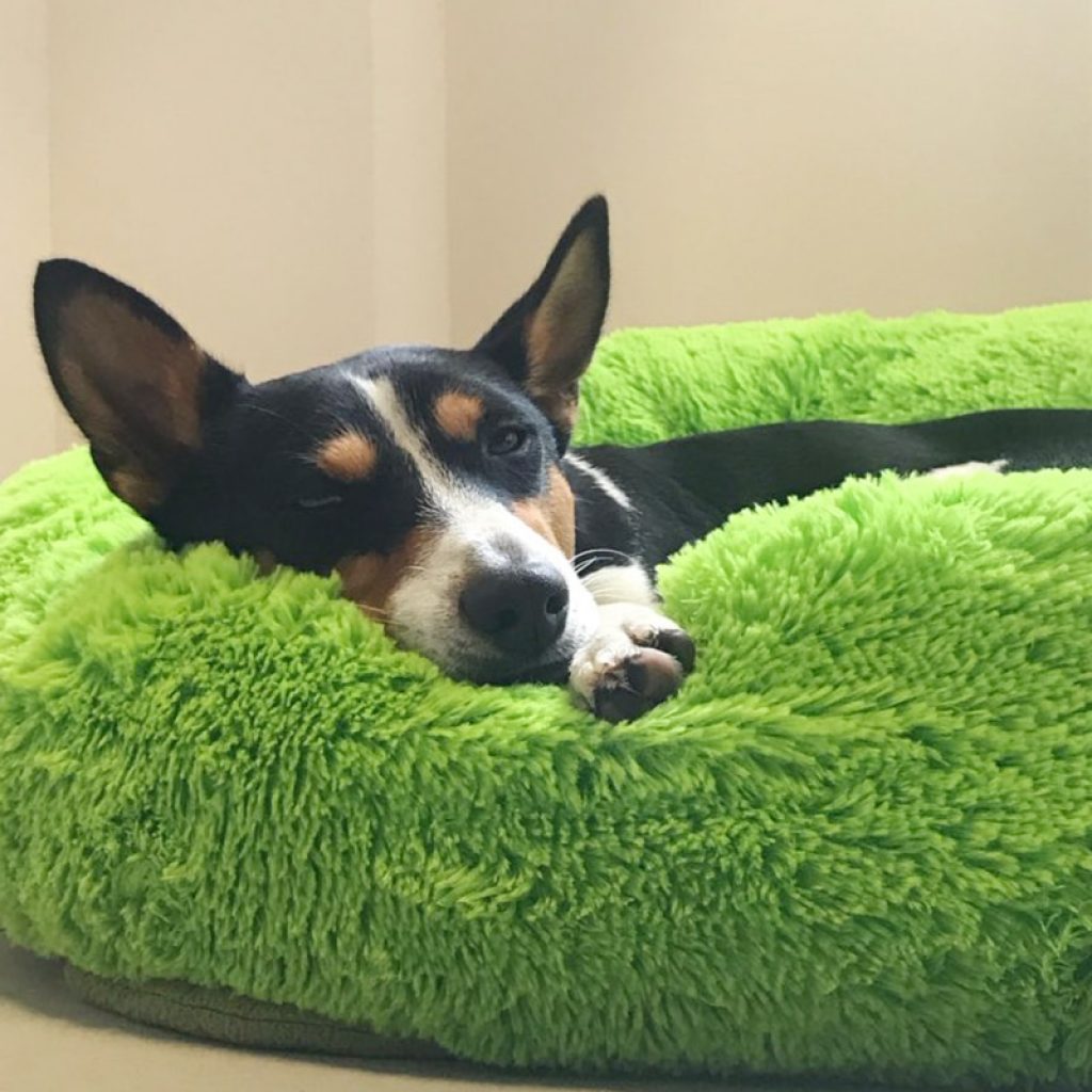 VIP LINK Dog Long Plush Dounts Beds Calming Bed Hondenmand Pet Kennel Super Soft Fluffy Comfortable 5