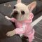 Pet Clothes French Bulldog Puppy Dog Costume Pet Jumpsuit Chihuahua Pug Pets Dogs Clothing for Small Medium Dogs Puppy Outfit